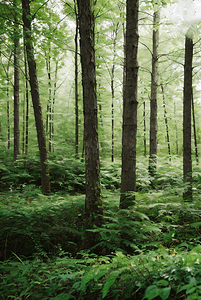 绿色的树林森林摄影图4