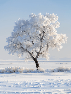 降温图片摄影照片_内蒙古冬季树挂雪景