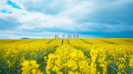 春季赏花背景图片_春日踏春旅游季油菜花田背景图