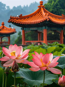 山水城市风景摄影照片_西湖集贤亭与荷花