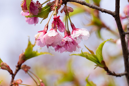 阳春三月上海大宁公园盛开的钟花樱