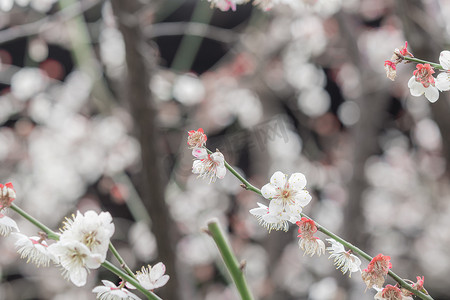 春天的梅花摄影照片_苏州可园里盛开的梅花