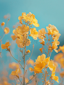 门源油菜花海