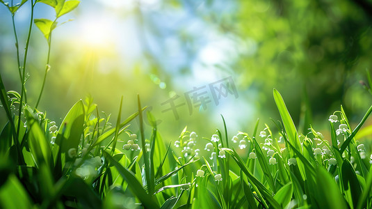 兰花草地摄影照片_草地上的的白色铃兰花高清摄影图