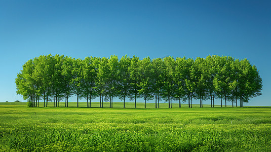 大树茶古茶摄影照片_蓝天下一排绿油油的树高清图片