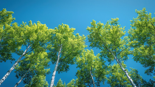 蓝天下一排绿油油的树高清图片