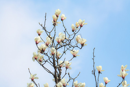 春游的摄影照片_阳春三月上海大宁公园盛开的白玉兰