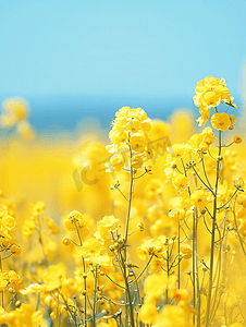 小油菜择菜黄叶摄影照片_门源油菜花海