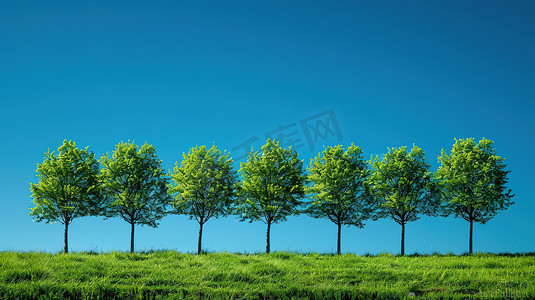 蓝天下一排绿油油的树高清摄影图