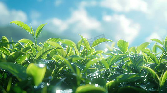 绿的茶叶树叶叶片的摄影9高清图片