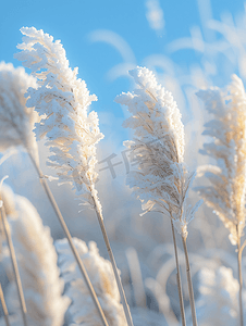 立冬背景图摄影照片_雪地毛毛草立冬