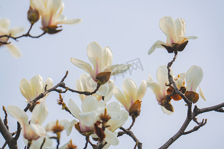 阳春三月上海大宁公园盛开的白玉兰