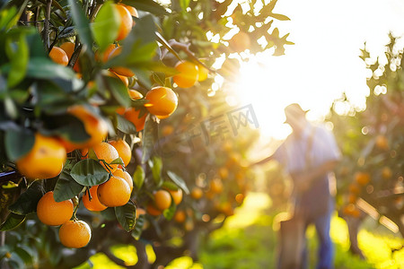 果园橘子采摘风景立体描绘摄影照片独特