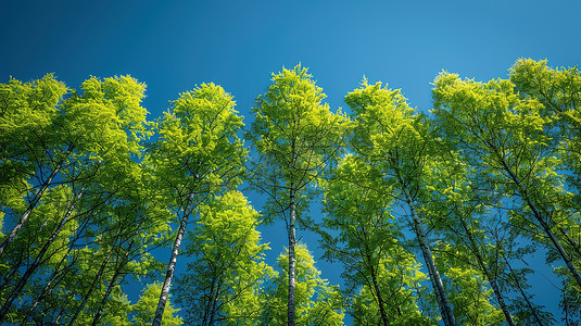 大树茶古茶摄影照片_蓝天下一排绿油油的树高清摄影图