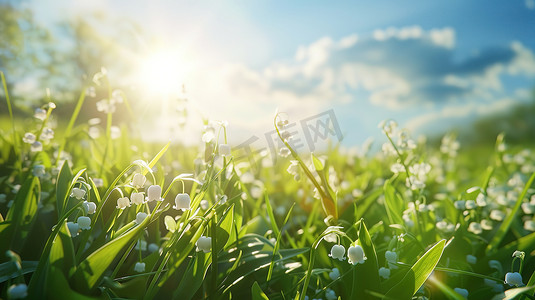 草地上的的白色铃兰花摄影配图