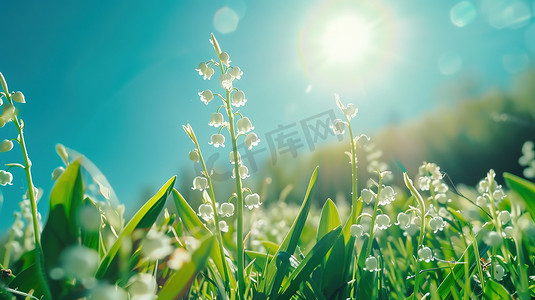 兰花草地摄影照片_草地上的的白色铃兰花摄影照片