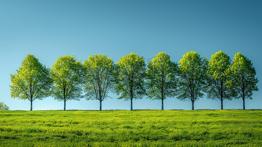 蓝天下一排绿油油的树摄影照片