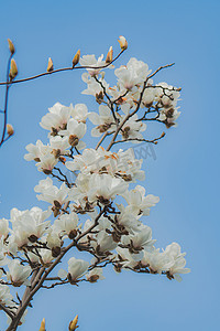 阳春三月上海大宁公园盛开的白玉兰