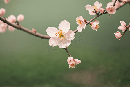 春天桃花盛开摄影图3