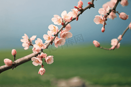 桃树摄影照片_春天桃树上的桃花摄影图8