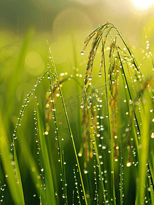 植物节气摄影照片_农田水稻露水小满