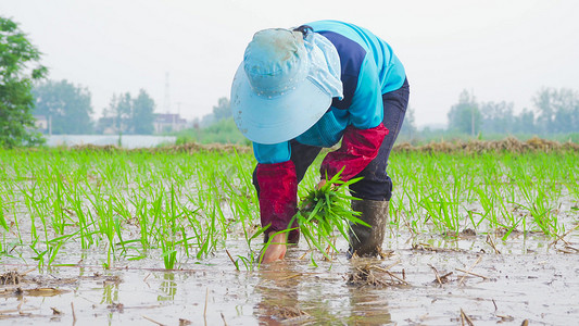 农民种植摄影照片_实拍春耕农民劳作插秧人工插秧实拍素材