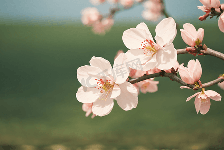 春天桃花盛开摄影配图