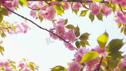实拍春天樱花季踏青日本晚樱粉色樱花