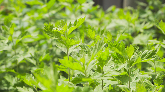 清明模板摄影照片_实拍清明节春季植物艾草模板