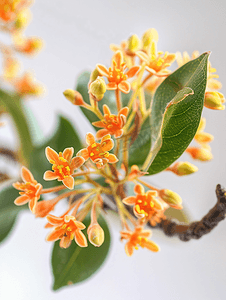 桂花茶图片摄影照片_桂花特写高清