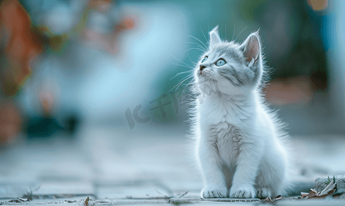 英短蓝白猫动物