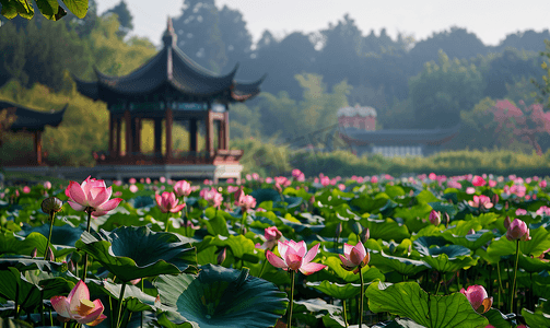 简约古风背景摄影照片_西湖集贤亭与荷花