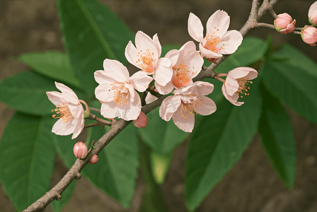 春天桃树上的桃花摄影图9