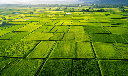 土地摄影照片_航拍丰收的稻田