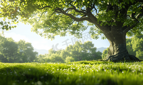 林木摄影照片_草地上的一棵大树