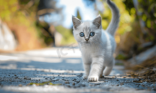 耳朵短毛摄影照片_英短蓝白猫动物