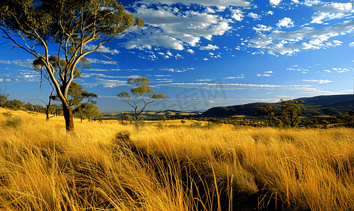 欧式草坪摄影照片_澳大利亚自然美