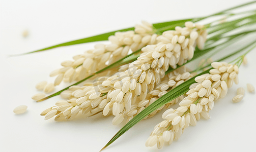 稻穗生产