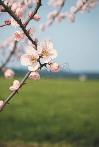 春天桃树上的桃花摄影配图5