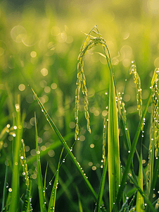 雨水节气摄影照片_农田水稻露水小满