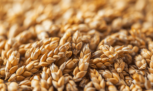 农业小麦摄影照片_成熟小麦芒种