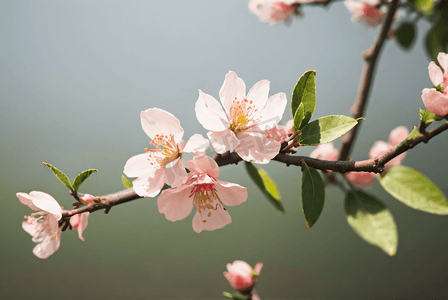 桃树摄影照片_春天桃花盛开摄影配图3