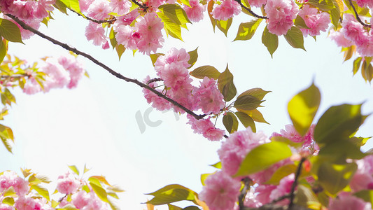 实拍春天樱花季踏青日本晚樱粉色樱花