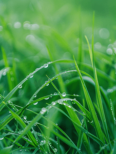 小绿叶绿叶摄影照片_小草雨水露珠