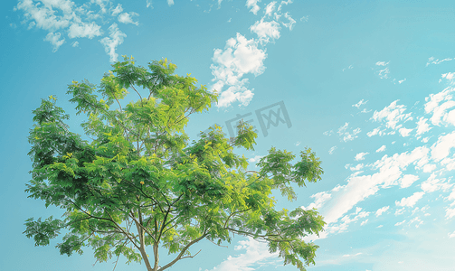 树木植物绿色天空结构