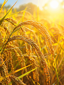 丰收的稻田摄影照片_丰收的稻田农业