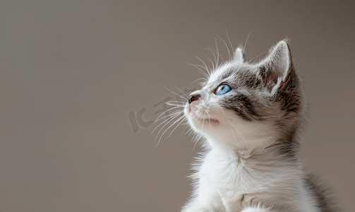 动物边框组合摄影照片_英短蓝白猫动物
