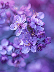 梨花图片摄影照片_梨花在紫色花儿