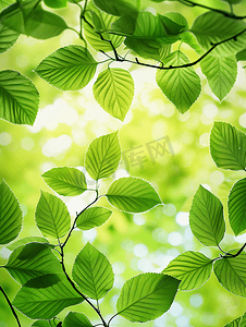 春天背景素材摄影照片_大自然绿色树叶