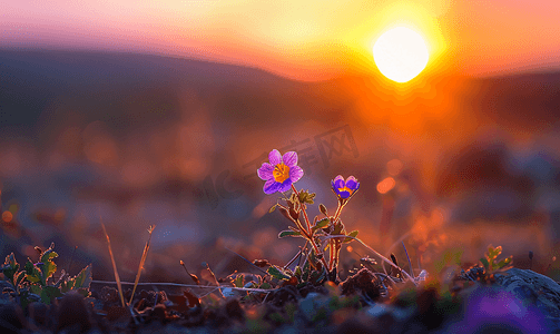 夕阳免费下载摄影照片_野山花日落逆光